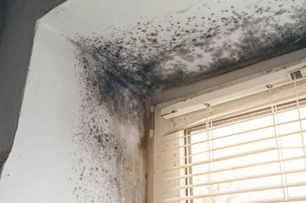 Affordable Mold Removal solutions in Waverly, MI